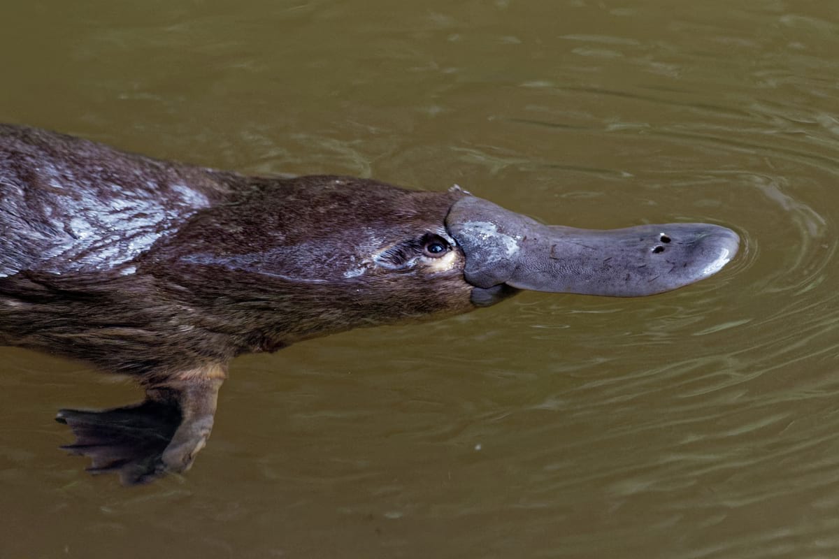 platypus