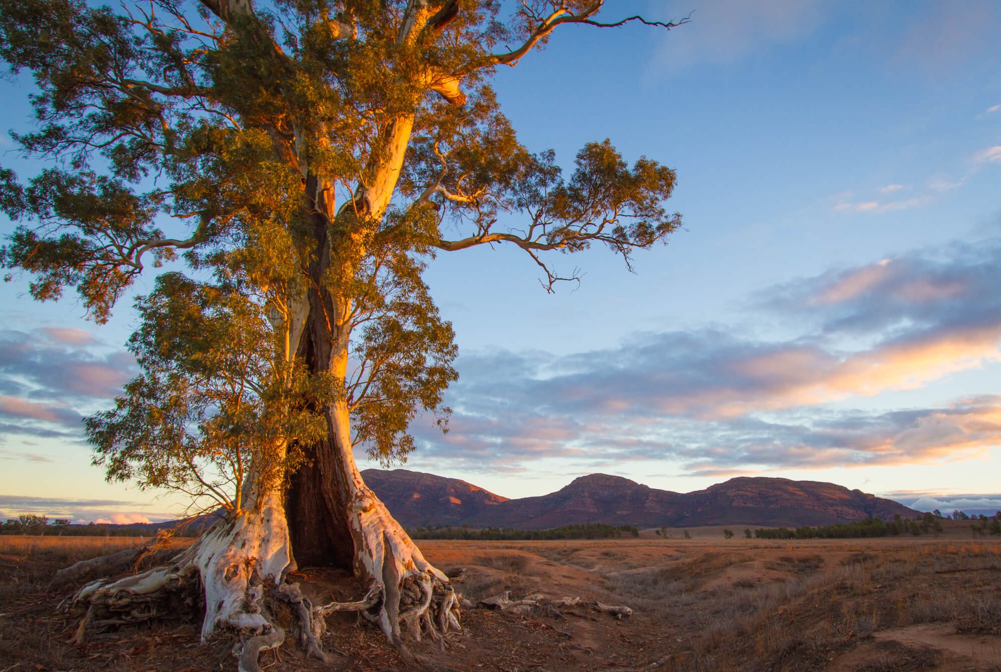 Viewing the Flinders Ranges National Park in South Australia at sunrise
