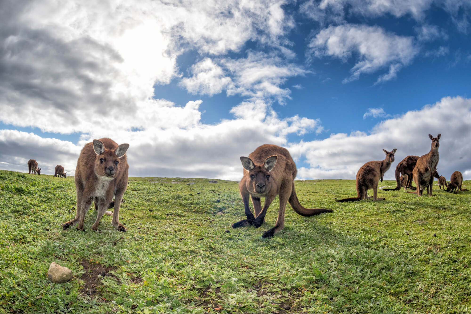 A shot of a group of Kangaroos gazing at me