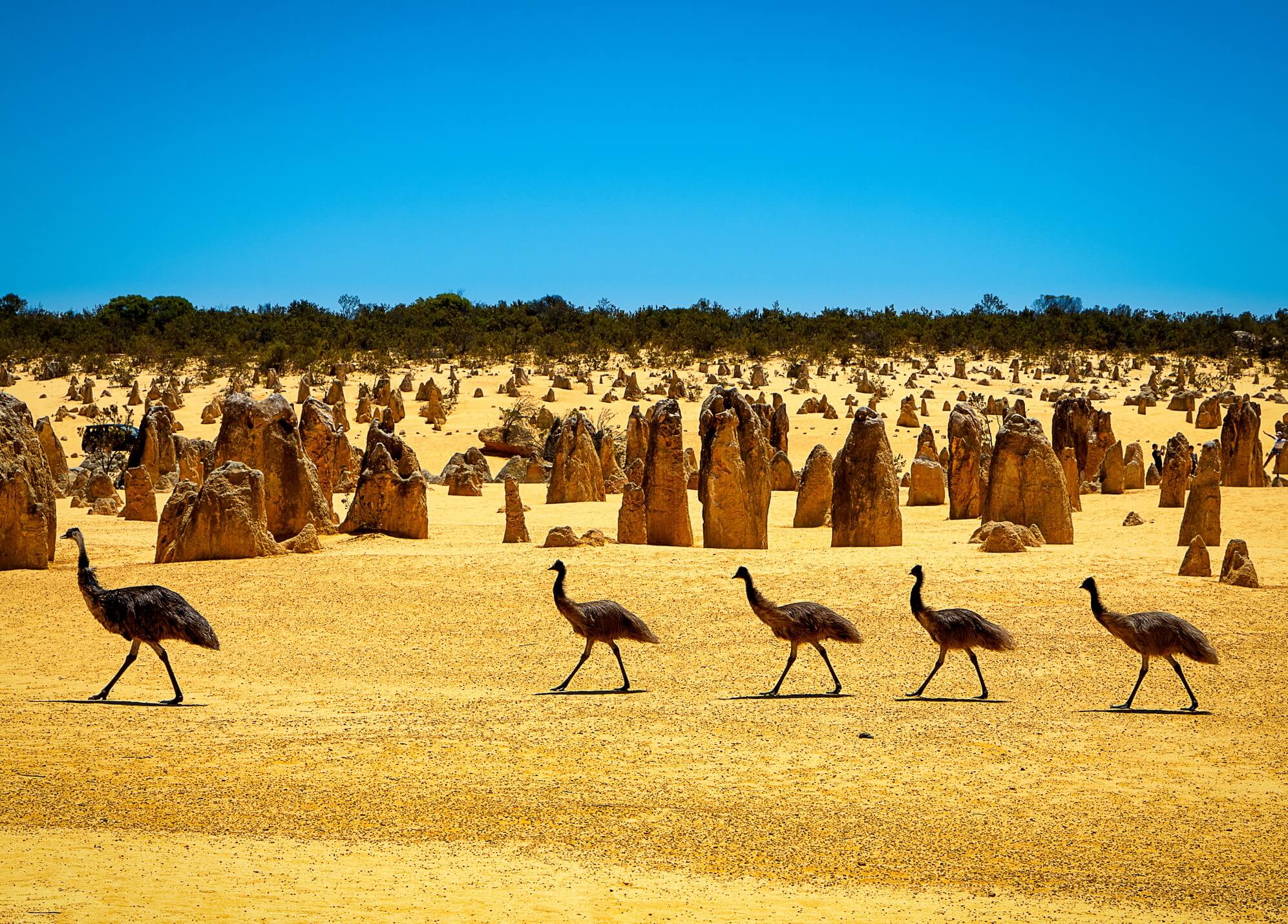 Emus wandering the Pinnacle Desert at Nambung National Park, Western Australia