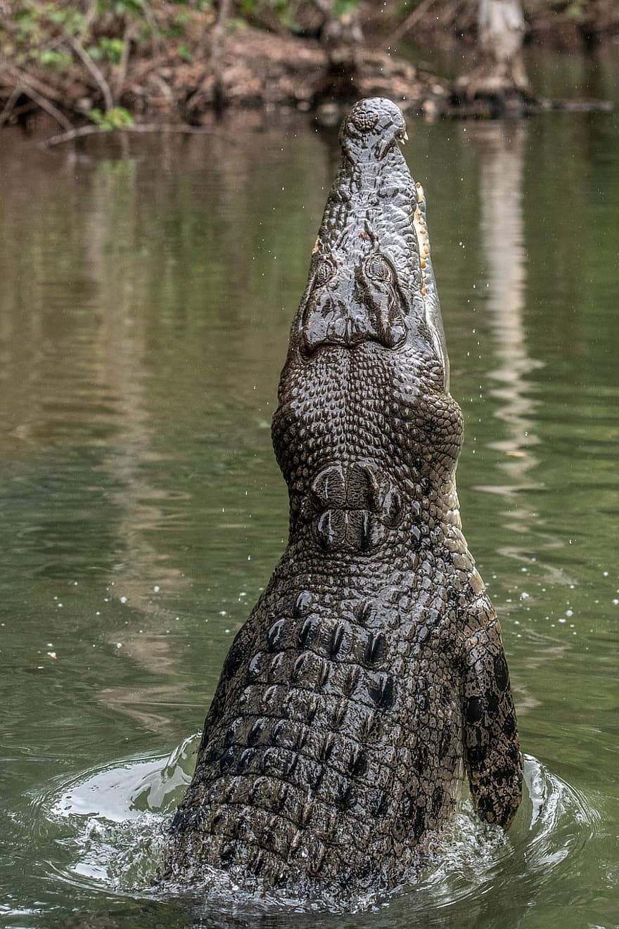 Crocodile feeding in a northen Australia national park