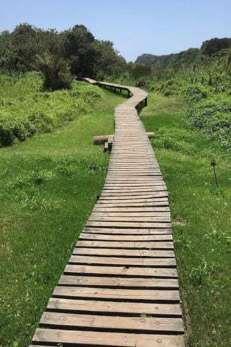 Run along a scenic forested dune trail, Durban
