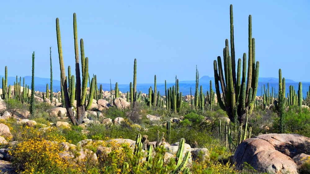 zona centro ensenada