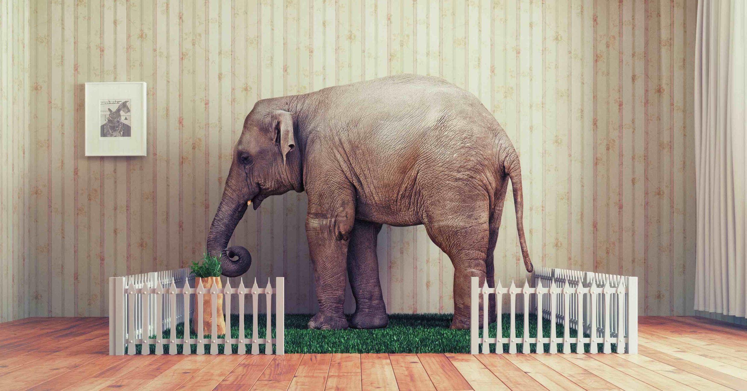 An elephant looks sad because tourists don't always know about the dangers of elephant tourism