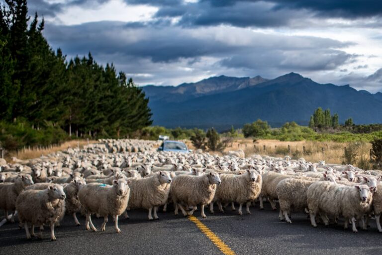 South Island New Zealand Road Trip Planner • EPIC ITINERARIES