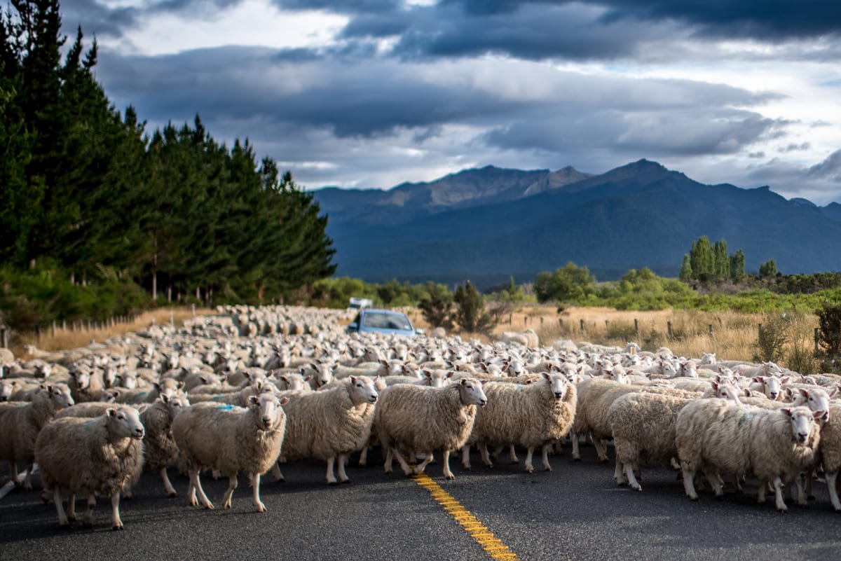 A road crowded by sheep on a scenic drive in South Island