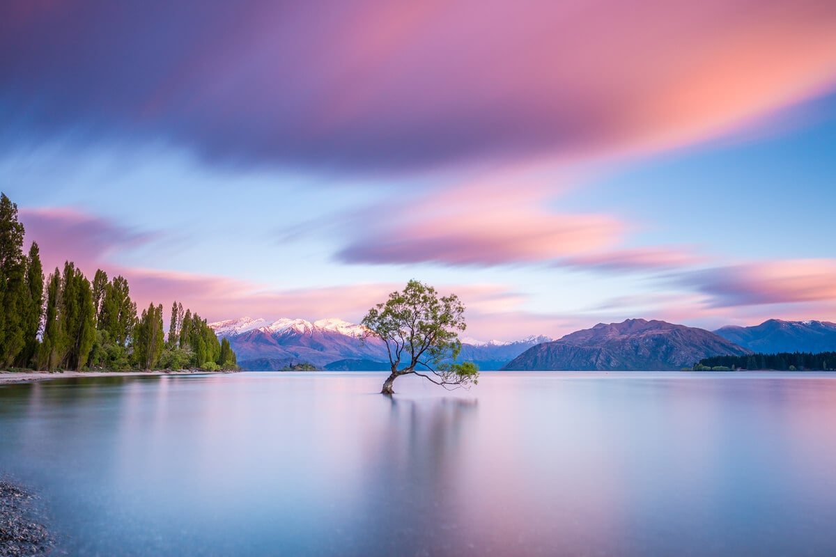 Famous Instagram spot in New Zealand - That Wanaka Tree