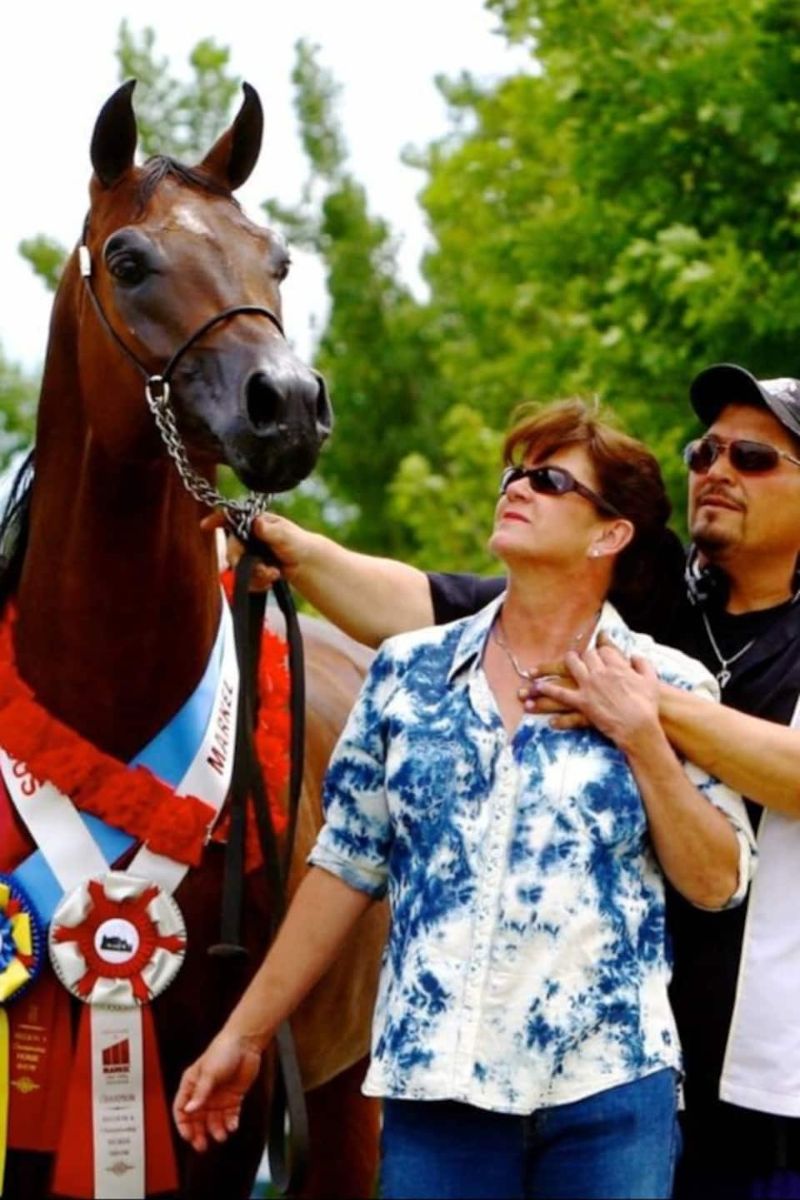 Afternoon with Arabian Horses Scottsdale