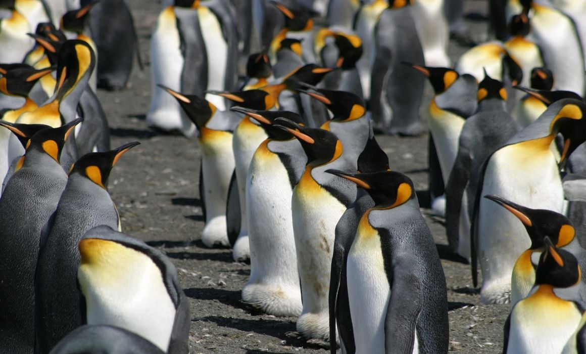 Antarctica Spirit of Shackleton