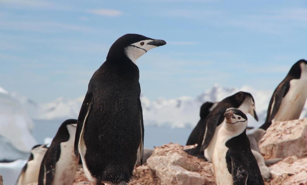 Best of Antarctica from Punta Arenas