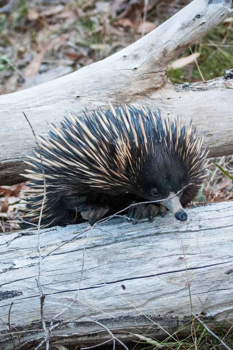 Echidna Ridge Bushland Experience