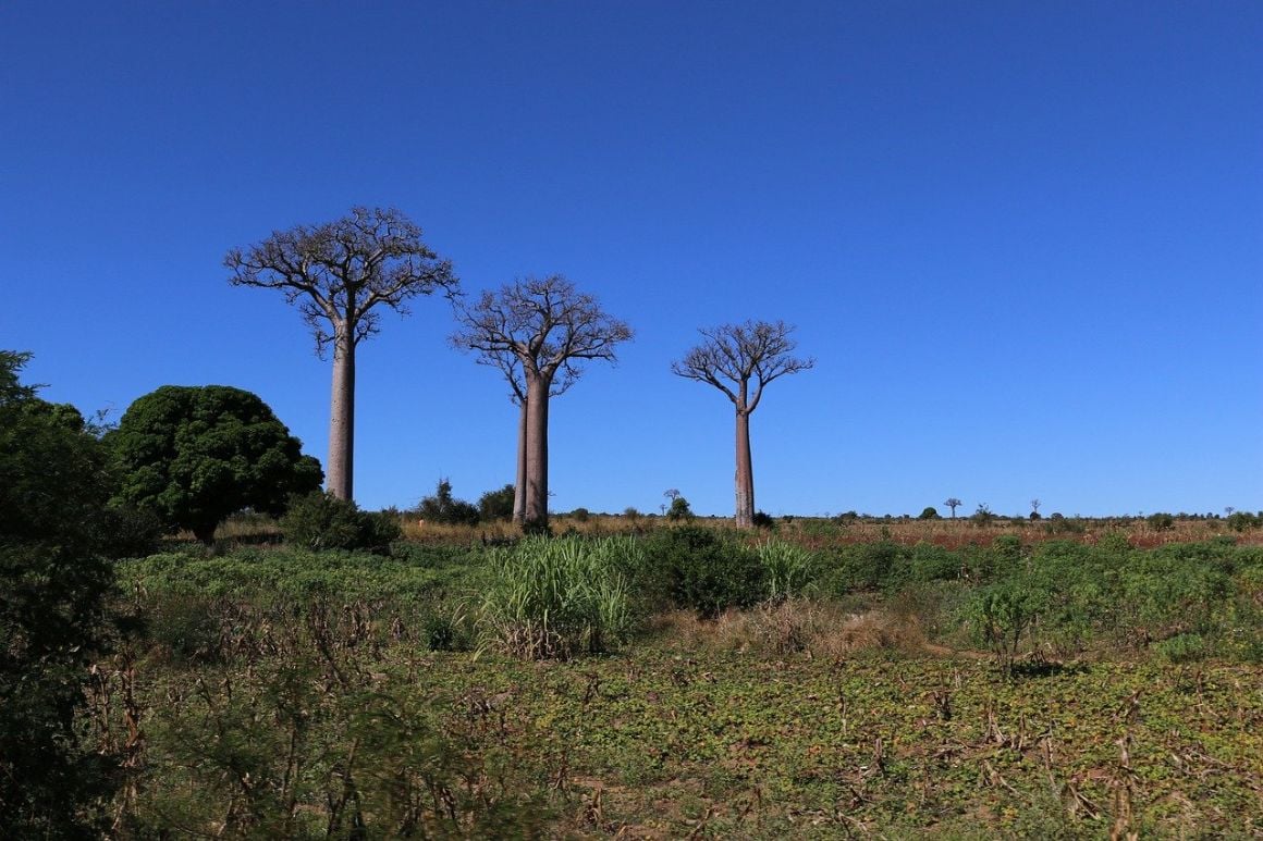 Madagascar Baobabs and Beyond