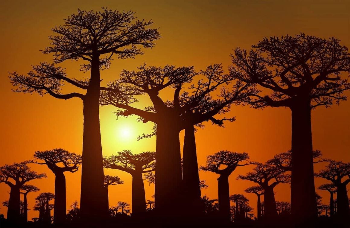 Madagascar Trips