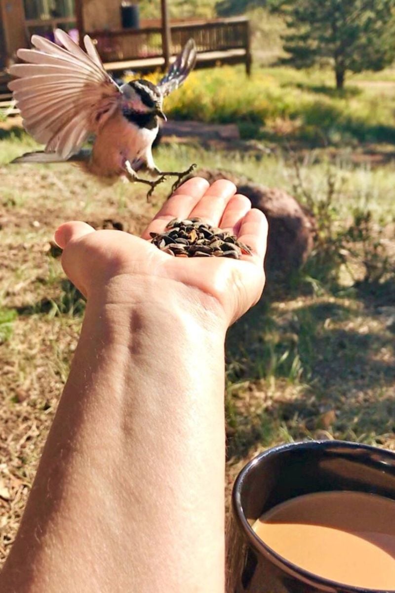 Mountain Brunch with the Birds Colorado Springs