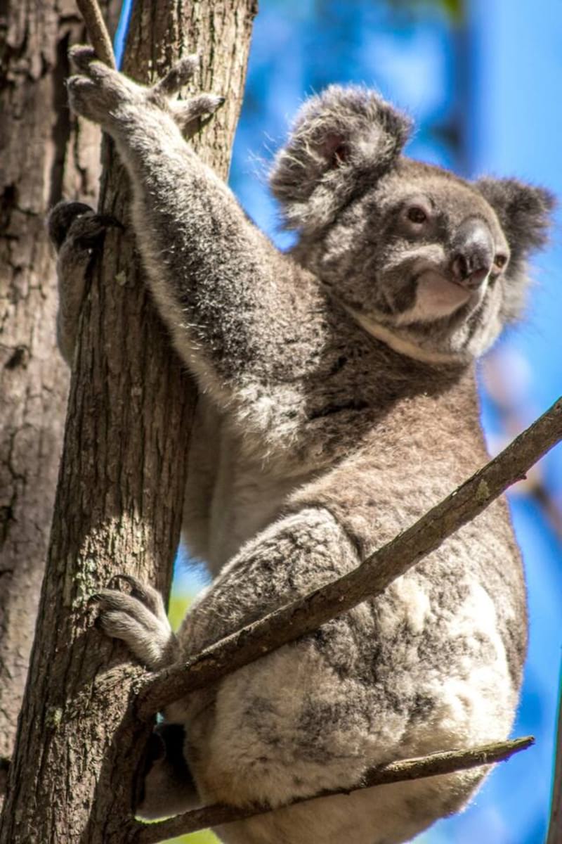 See the Best of Australia in One Island