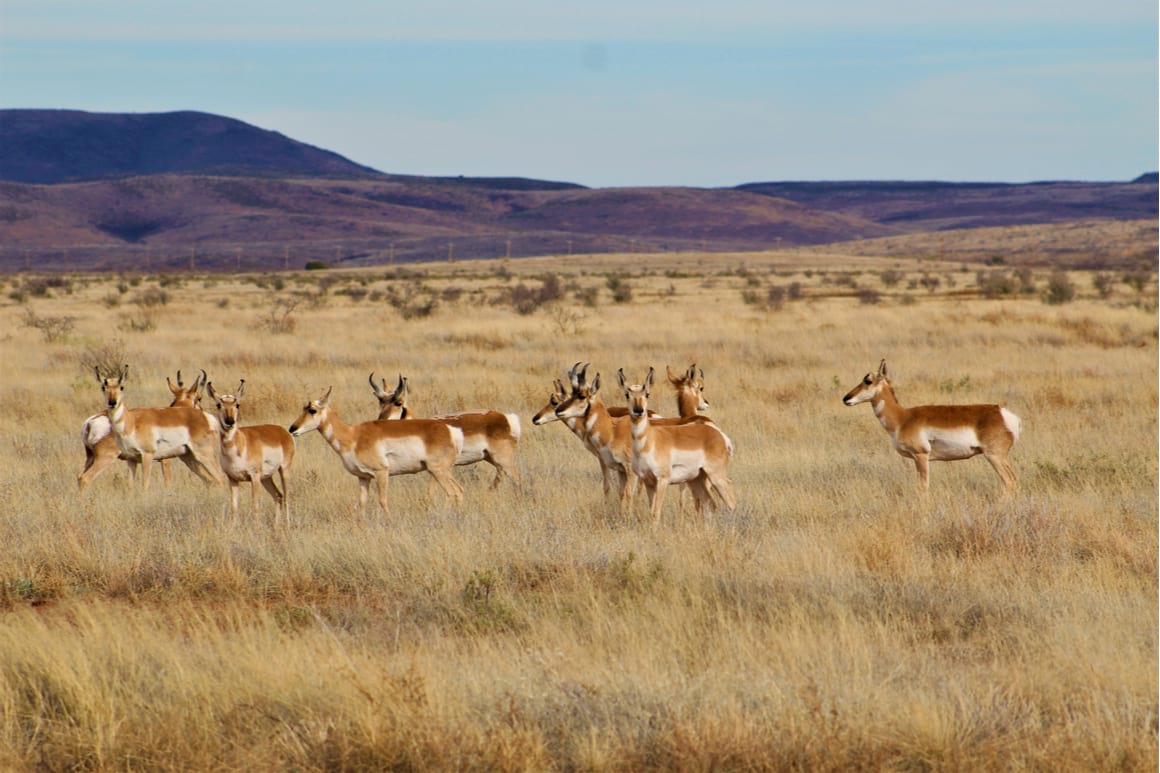 Wildlife in Alpine, Texas