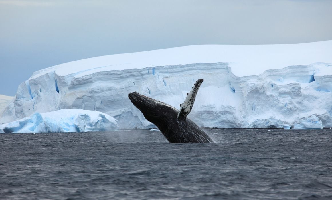 WWF Giants of Antarctica