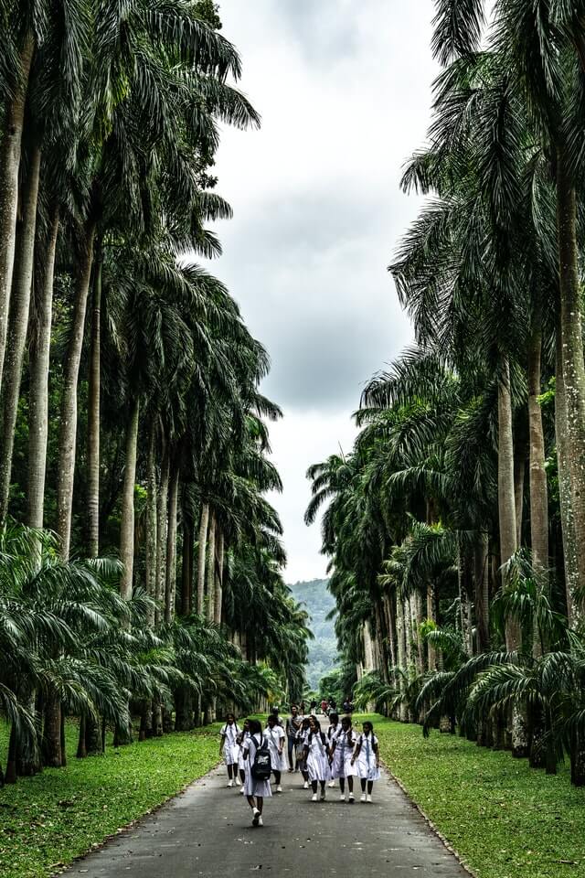 School girls walking amongst palm trees near a beautiful tourist beach in Sri Lanka