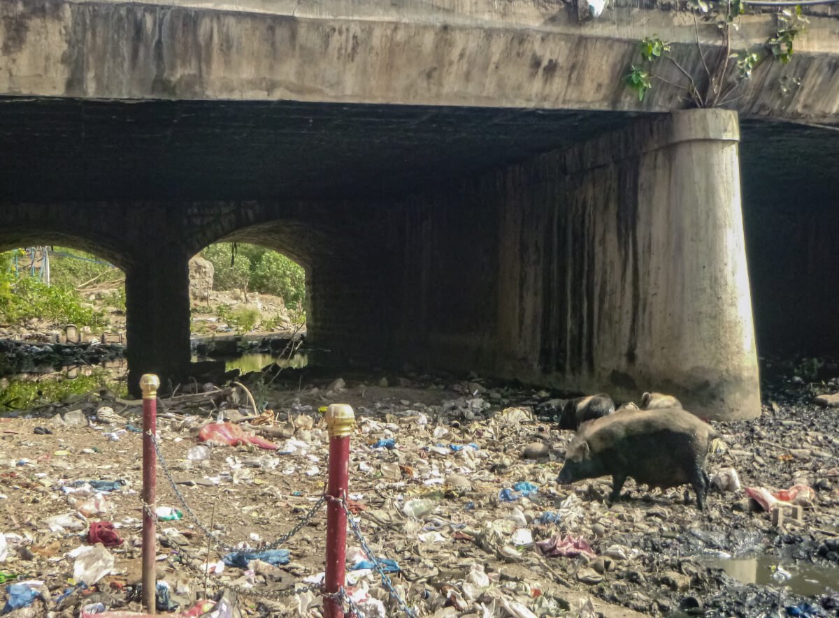 Photograph of rubbish and pig seen while visiting Colombo