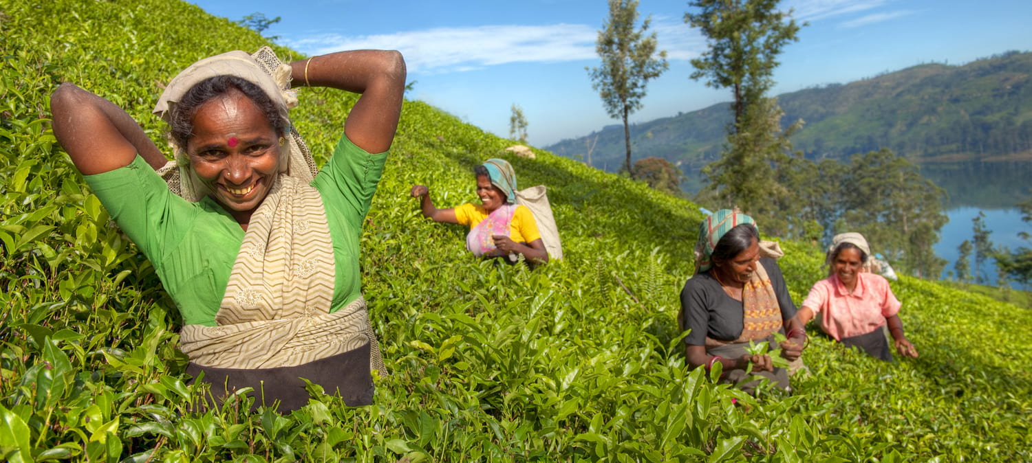 Some local pickers in Sri Lanka's mountain tea plantations