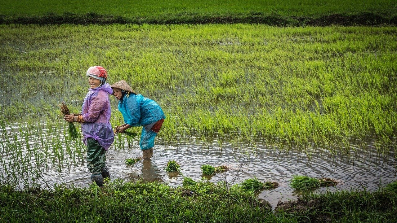 Local Vietnamese people in a flooded rice paddy farm during the wet season