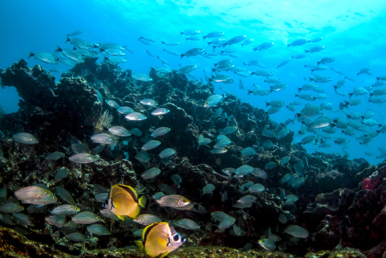 diving in panama pearl islands