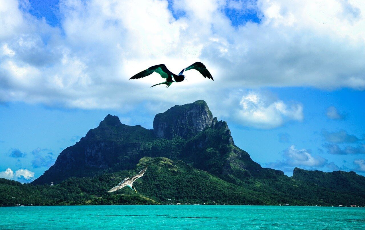 A bird flies in fron of a mountain on the tropical island of Bora Bora