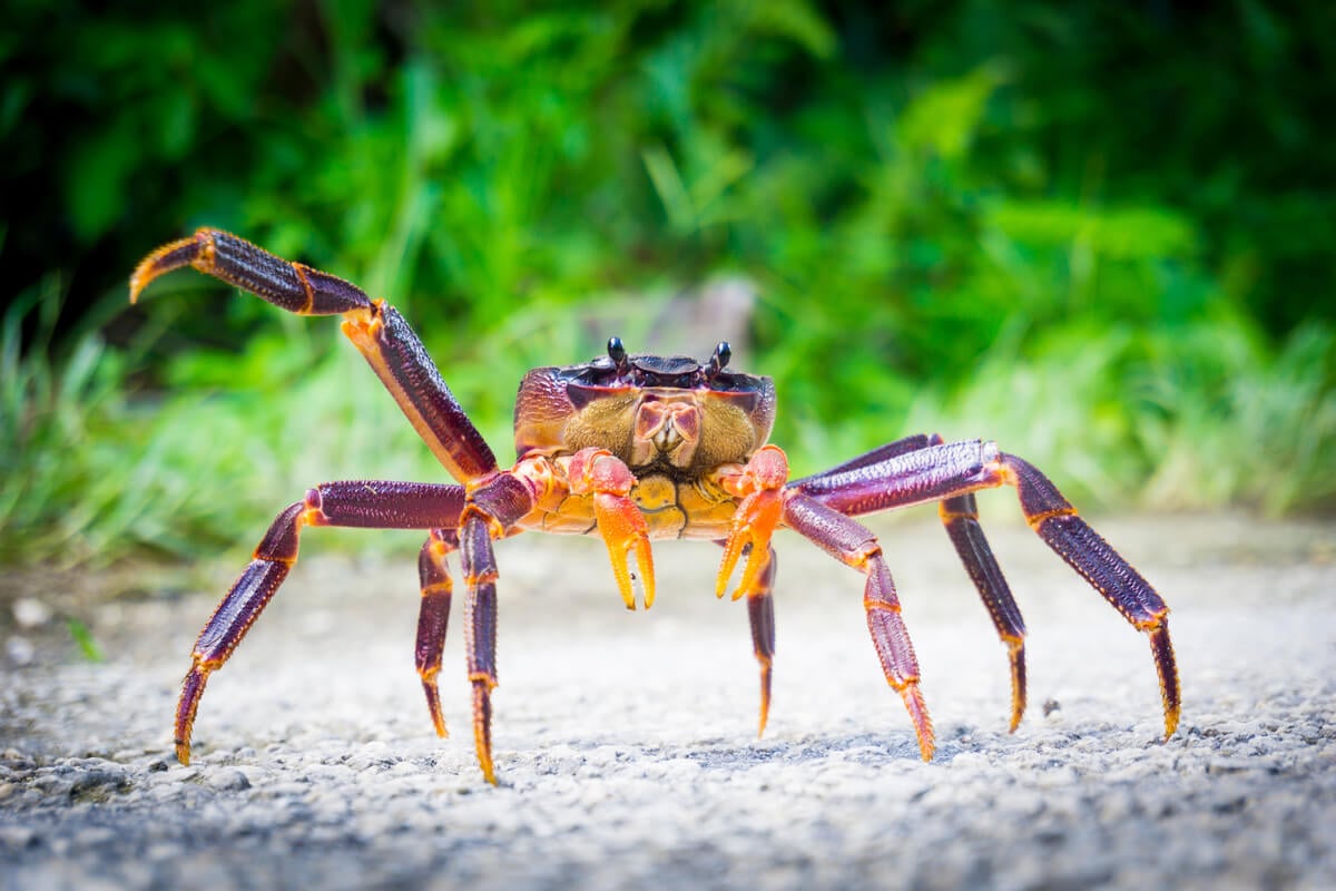 Coconut Crab - indigenous wildlife on the tropical island nation of Niue