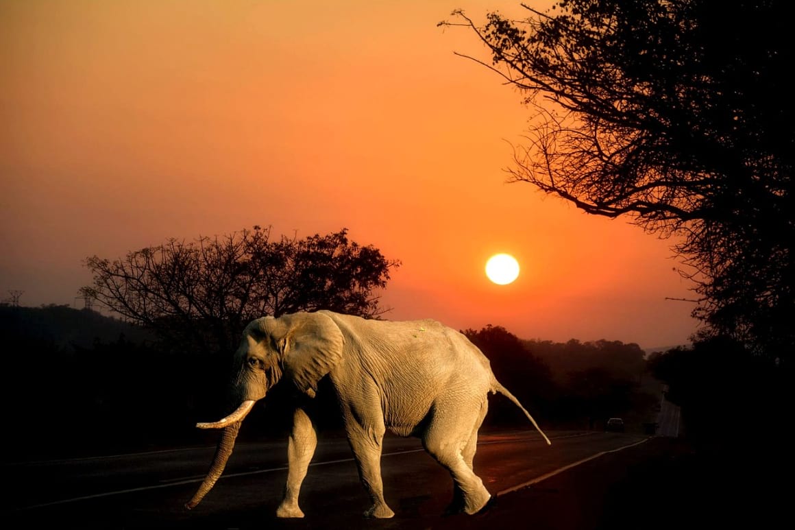 An elephant walks on a road at sunset in South Africa. 