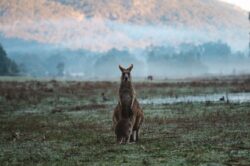 Full Guide to Gap Years in Australia