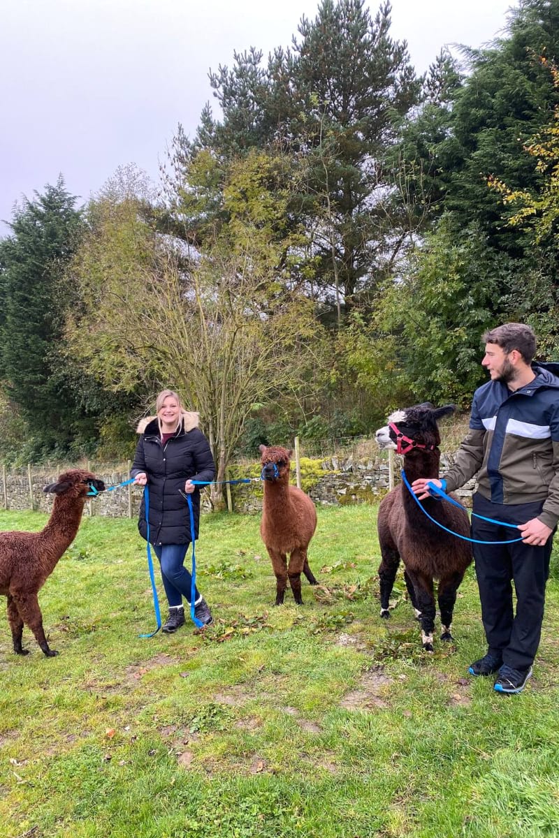 Naze View Farm Alpaca Experience