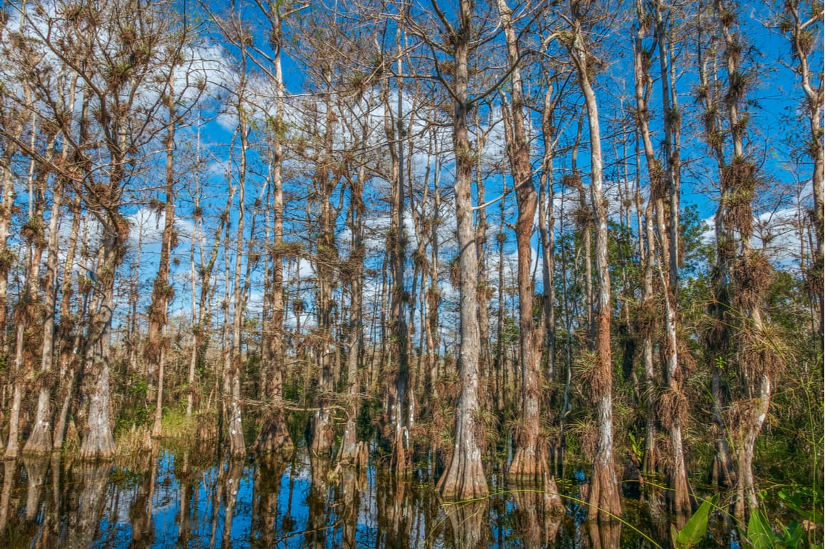 Big Cypress National Preserve, Florida