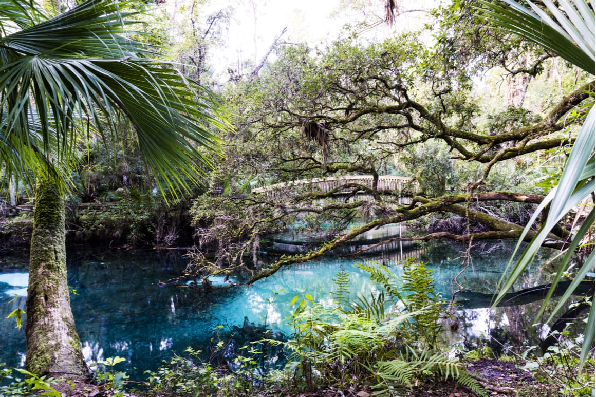 Ocala National Forest, Florida