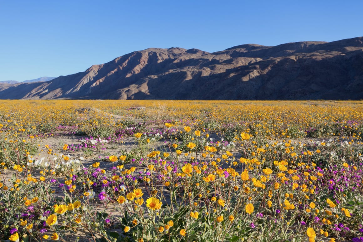 Anza-Borrego Desert State Park, Phoenix