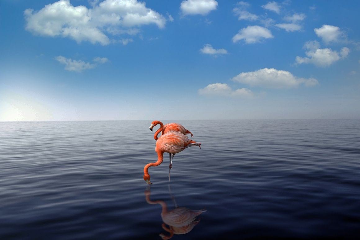 Flamingos in the water in Aruba.