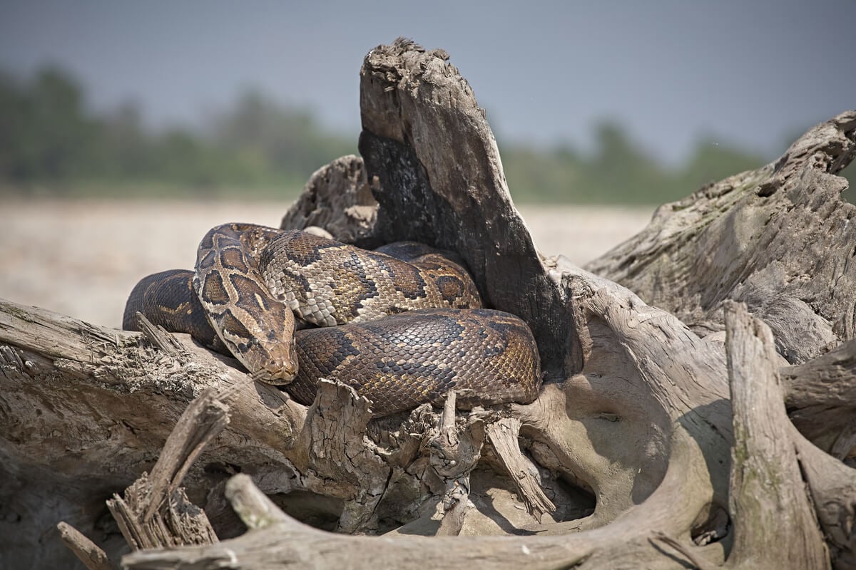 A python seen on a tour while visiting Bardia National Park