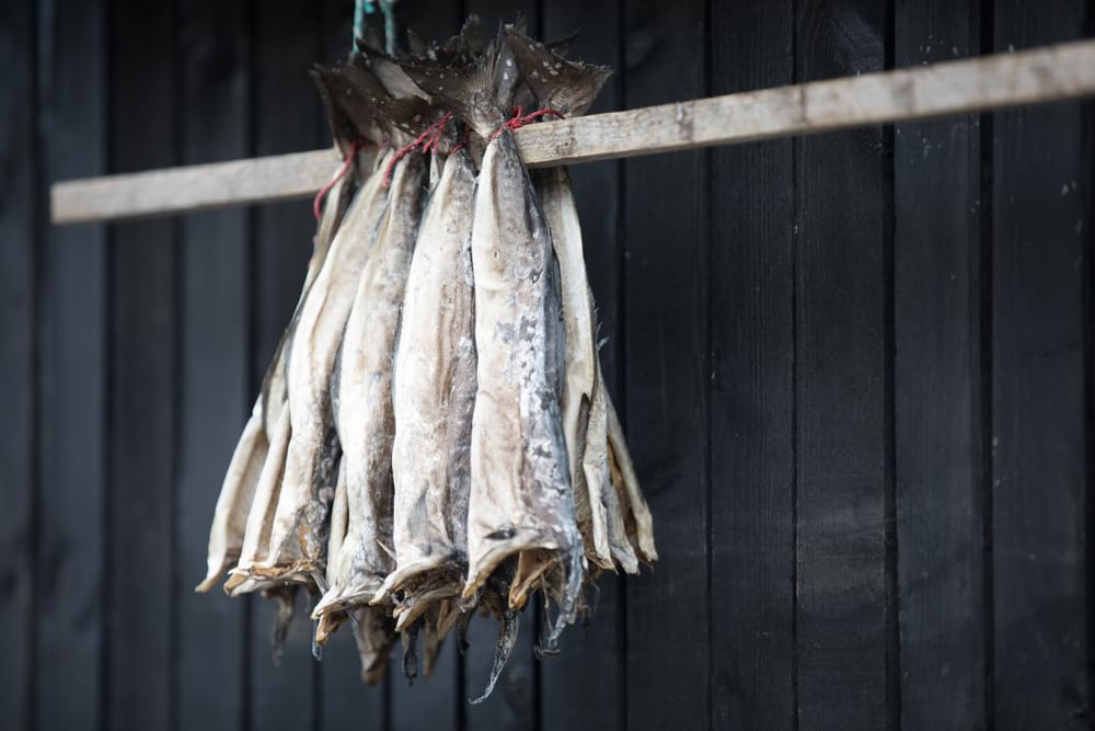 fish drying in the faroe islands