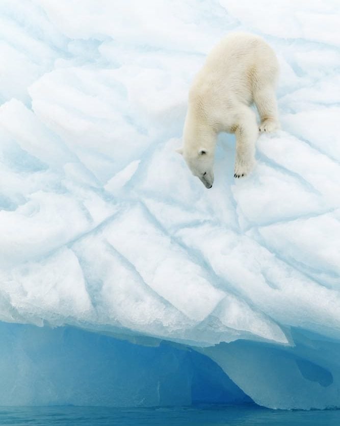 polar bear in svalbard