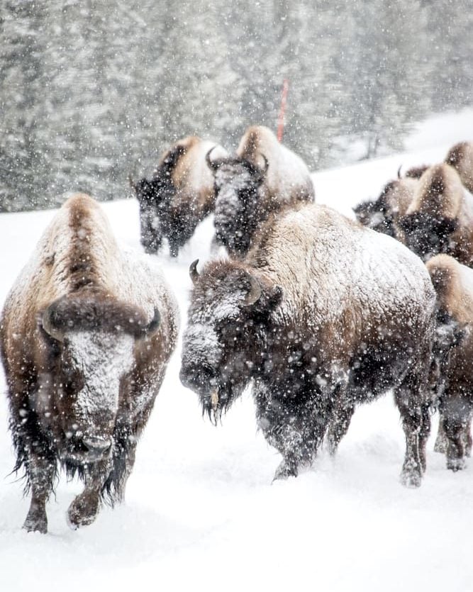 bison in winter rocky mountains