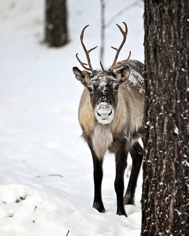 reindeer in northern sweden