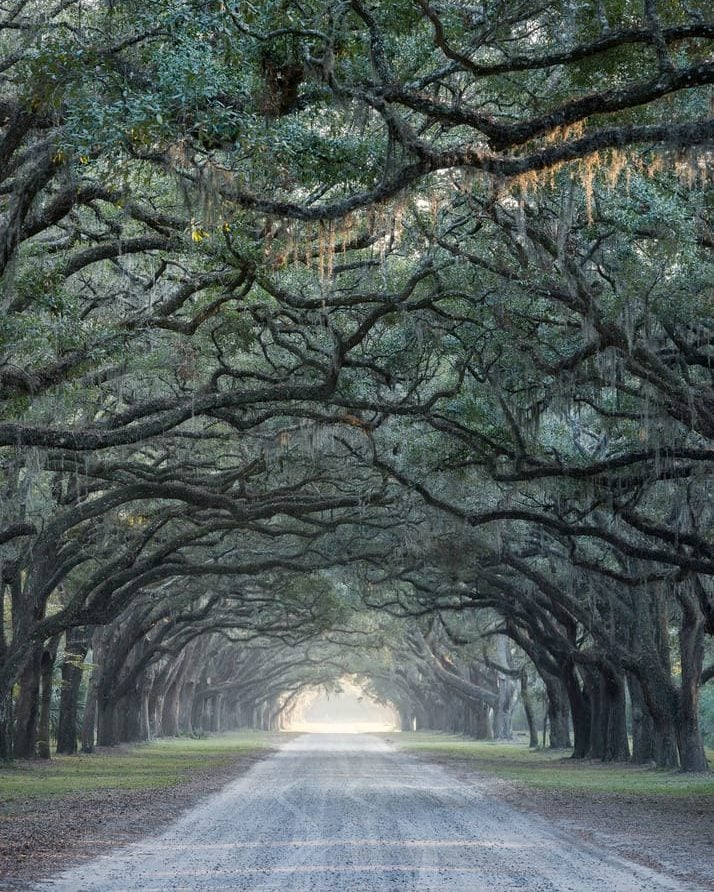 spanish moss hanging in savannah georgia