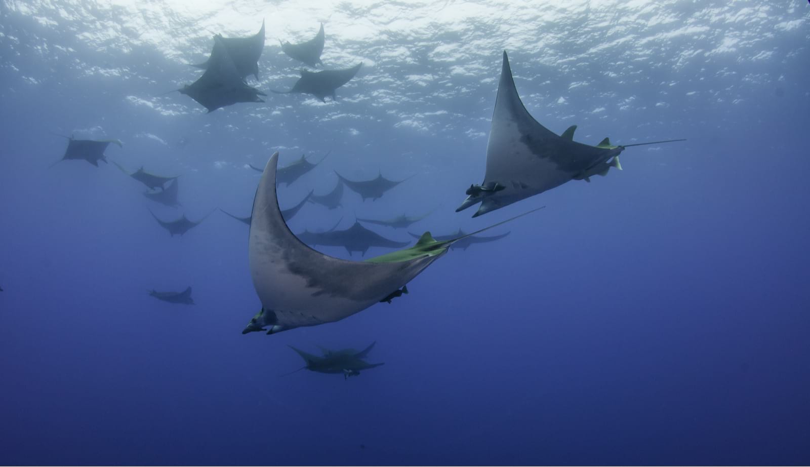 diving in portugal