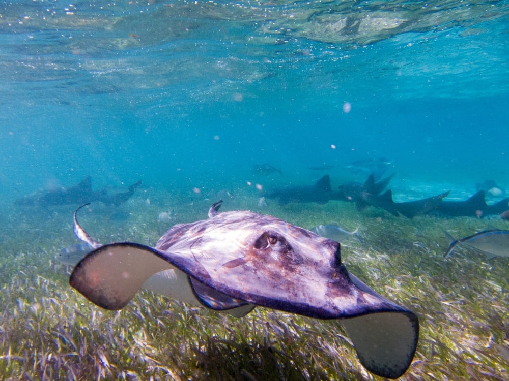 scuba diving in belize