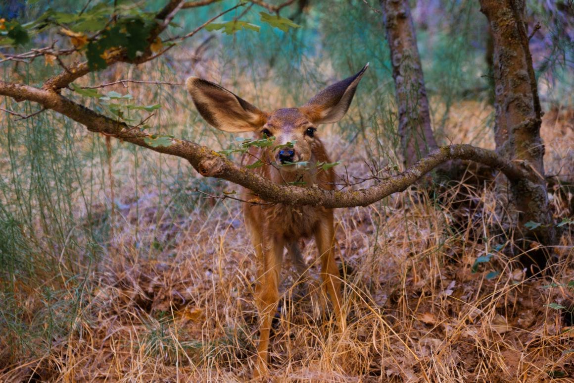 Wildlife at Zion