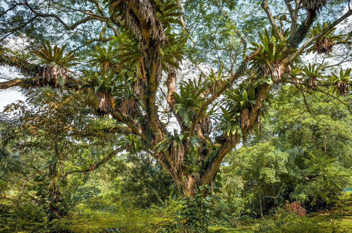 Bukit Brown Trail Singapore