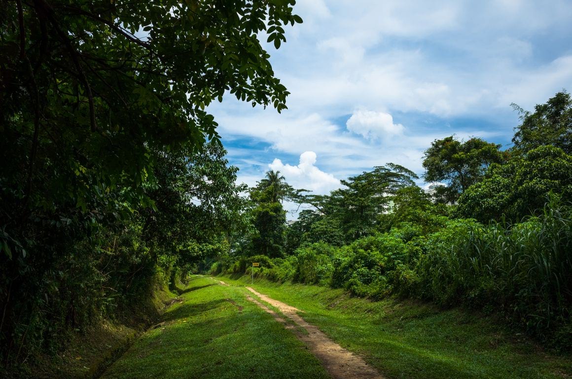 Bukit Timah Nature Reserve Summit Trail Singapore