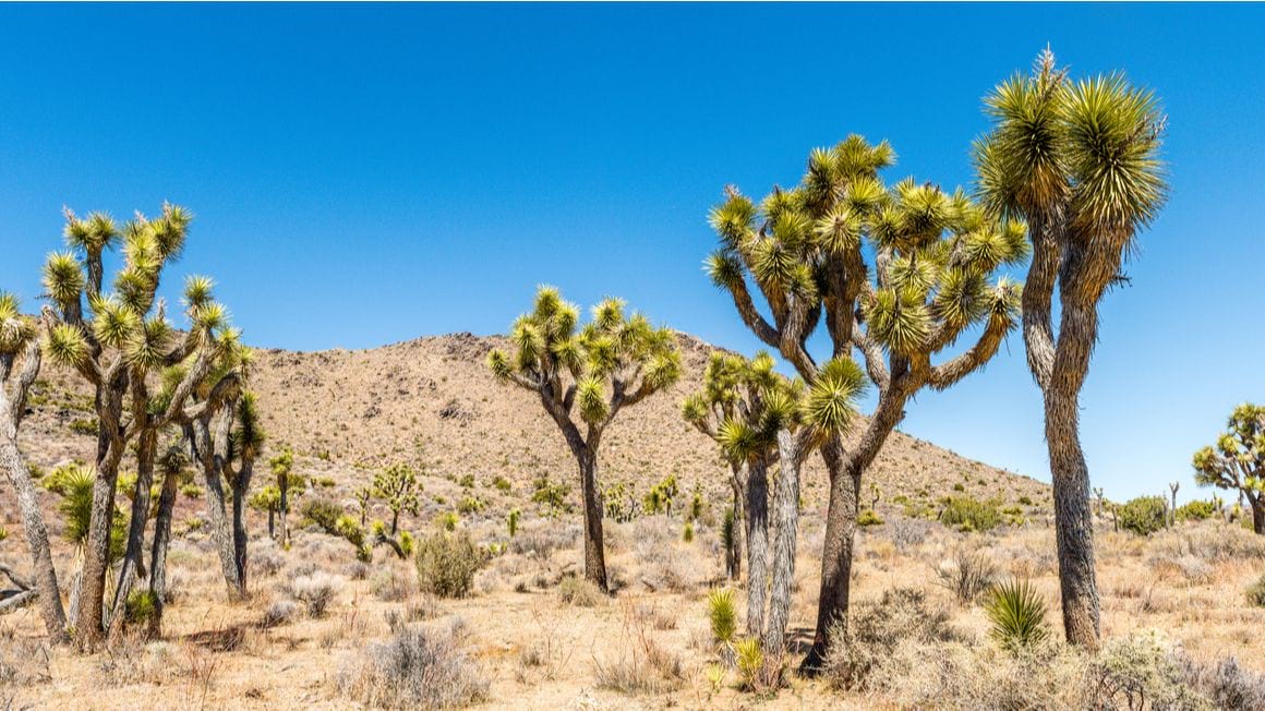 California Riding and Hiking Trail Joshua tree