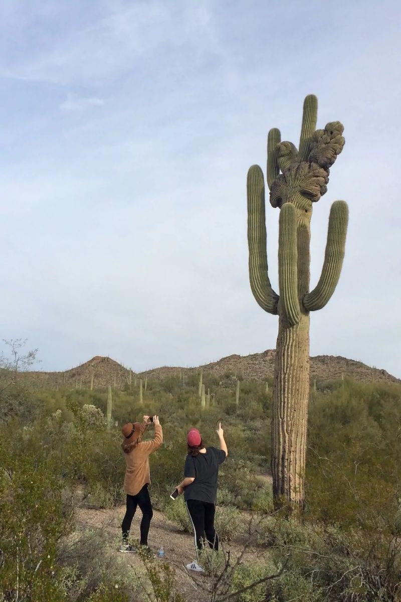 Crested Saguaro hike with savvy local Tucson