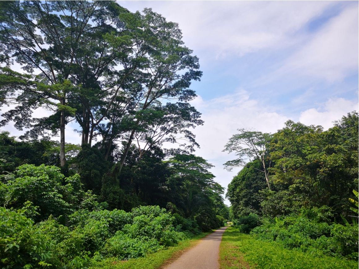 Green Corridor Walk Singapore