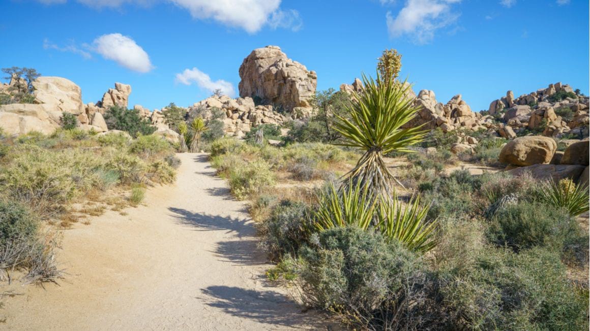 Hidden Valley Nature Trail Joshua tree